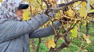 Sarıgöl’de Üzümler Hasat Sonrası Değerlendiriliyor: Aile Ekonomisine Katkı