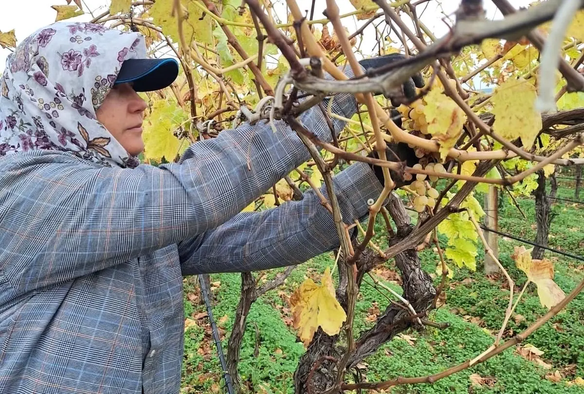 Sarıgöl’de Üzümler Hasat Sonrası Değerlendiriliyor: Aile Ekonomisine Katkı