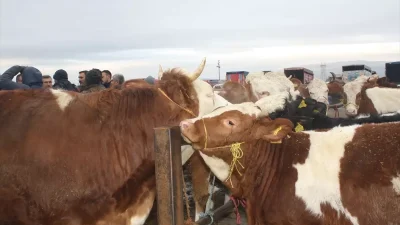 Şarkışla Hayvan Pazarı yeniden hizmete