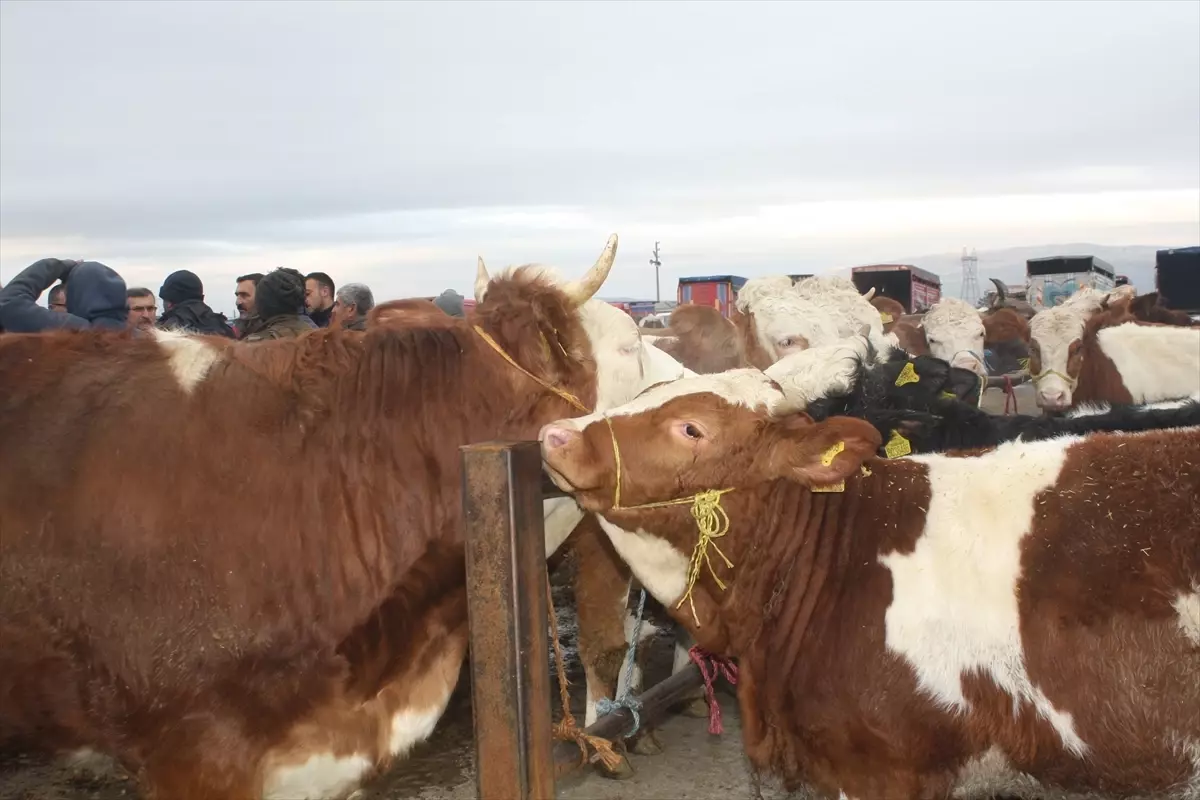 Şarkışla Hayvan Pazarı Yeniden Hizmete Açıldı: Önemli Güncelleme