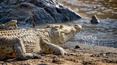 Şarkiye Belbeys’te Timyahlı Korku Dolu Günler