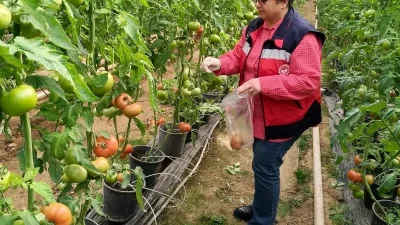 Simav İlçesinde Hasat Öncesi Pestisit Denetimleri Başlatıldı