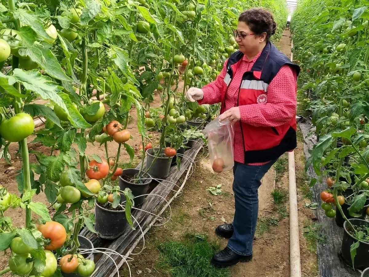Simav İlçesinde Hasat Öncesi Pestisit Denetimleri Başlatıldı