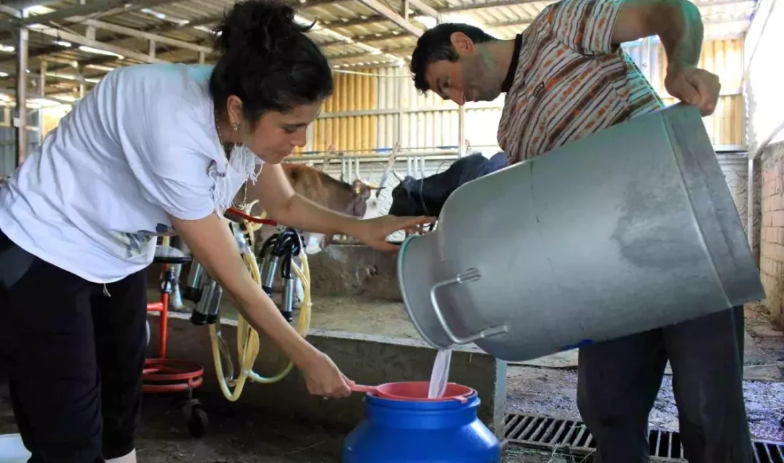 Süt üreticilerinin çaresizliği arttı.