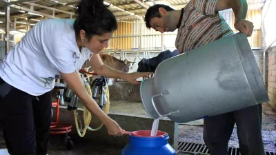 Süt Üreticilerinin Çaresizliği ve Fiyat Güncellemesi Aciliyetle Bekleniyor