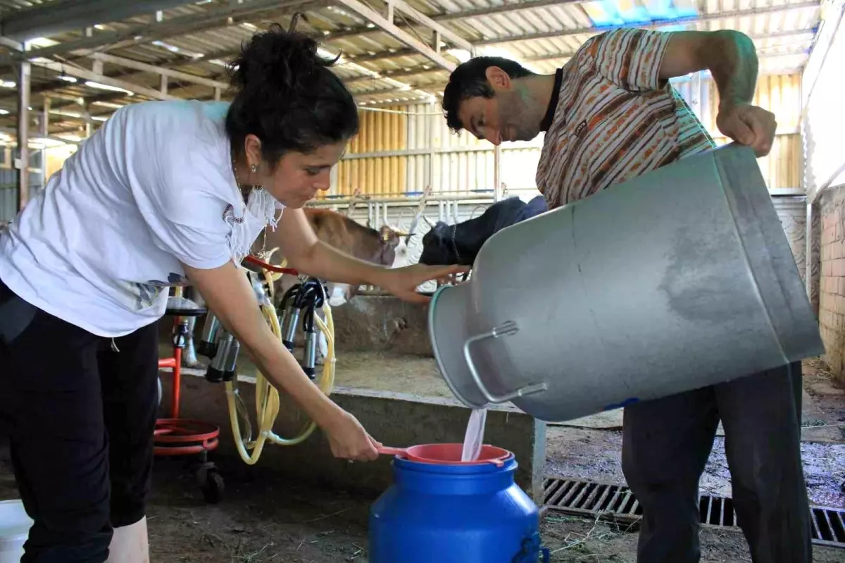 Süt Üreticilerinin Çaresizliği ve Fiyat Güncellemesi Aciliyetle Bekleniyor