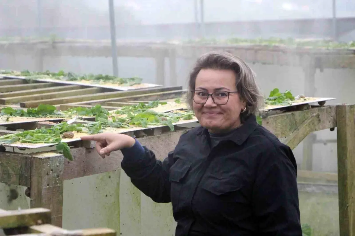 Trabzon’da Salyangoz Yetiştiriciliğinde Yenilikçi Bir Model: Googlisin Başarı Hikayesi