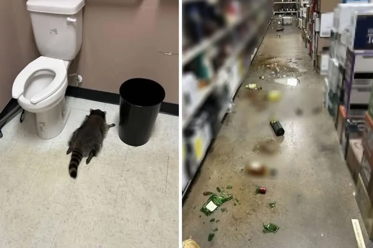 Virginia’da Rakunun Eğlence Dolu Başıbozukluğu Gecesi