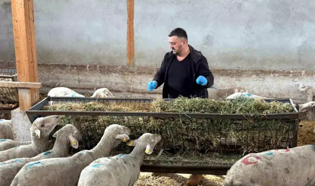 Yenişehir’de Şap hastalığı hayvancılığı