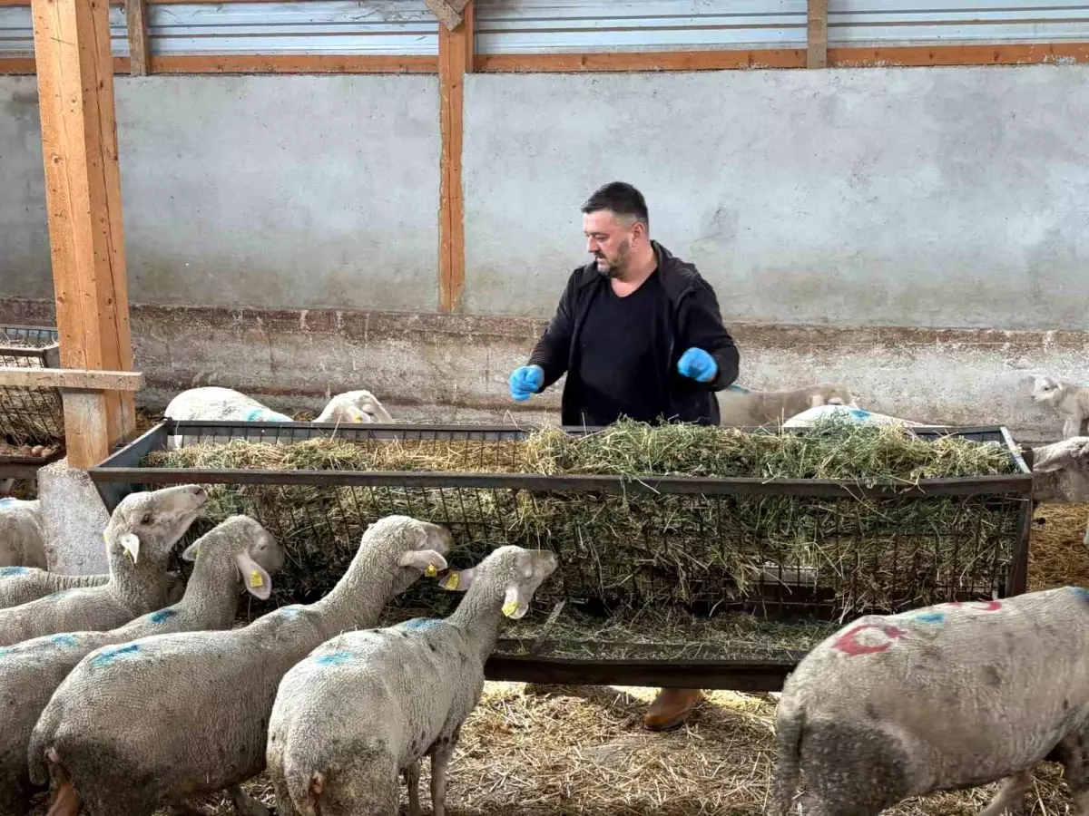 Yenişehir’de Şap Hastalığının Vurduğu Hayvancılıkta Çare Bekleniyor