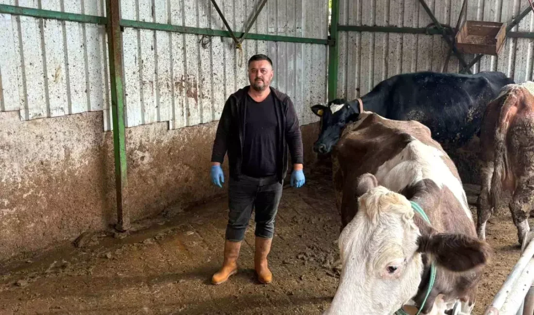 Yenişehirli üreticinin şap felaketine