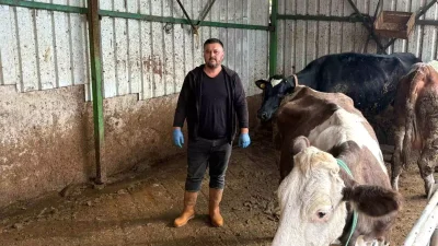 Yenişehirli Üreticinin Şap Felaketiyle Mücadelesi ve Maddi Zararları